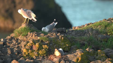 Birds nesting in the ground - With great music