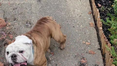 The Skateboarding Tornado Bulldog