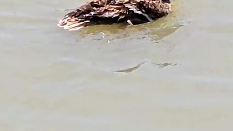 Cute duck by the river / a beautiful duck in the water.