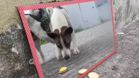 Dog mirror prank