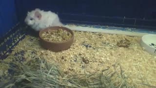 White Abyssinian guinea pig, drinks water and eats from the bowl [Nature & Animals]