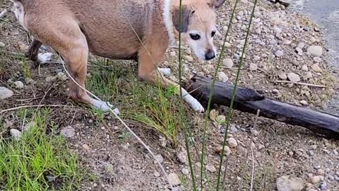 Little dog swims to fetch a log too big for him