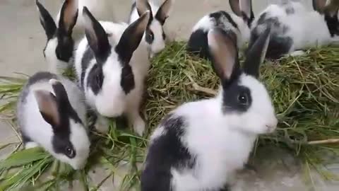 Adorable rabbit eating grass with there friends in my home 😘😊ASMR