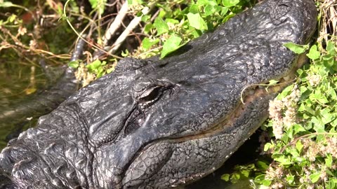 Common Gallinule and the Alligator