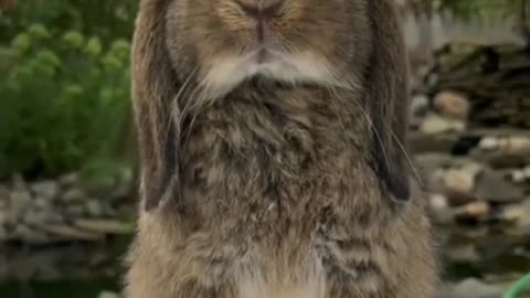 Lovely grey rabbit