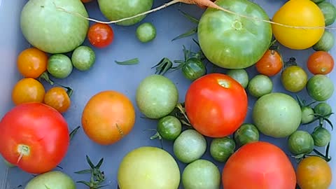 Backyard tomato farm