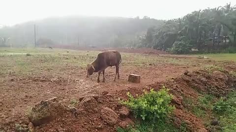 Rain🌧😍, rainsound #nature, #relaxing, #enjoying