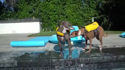 Teaching a dog to swim