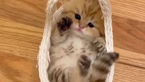 Cute kitten