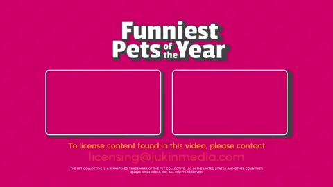 The Funniest PET Videos of The Year! 🤣 | Best Compilation