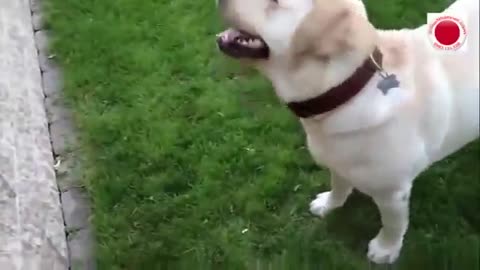 "Furious Barks & Funny Moments: Ultimate Dog Barking Compilation"