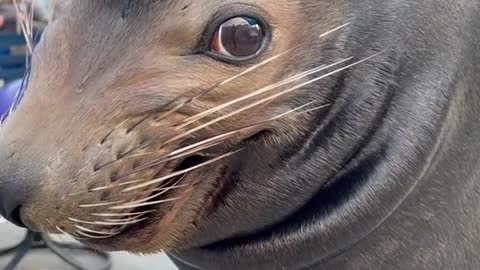 nonreleasable#vibe#sealion