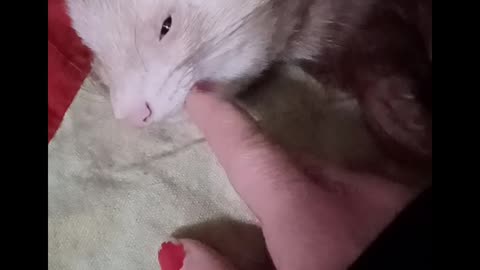 Ferret massage..