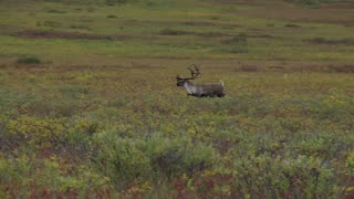 Hunting an Alaskan Caribou