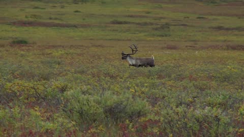 Hunting an Alaskan Caribou