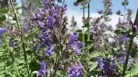 Purple Macro Flowers