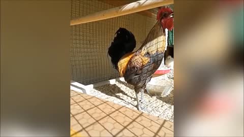 Longest and bravest singing roosters