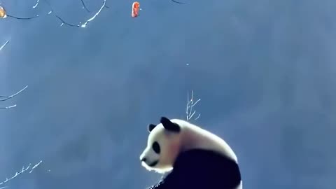 Giant pandas also have their own worries