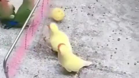 Very Cute Birds playing Volleyball.