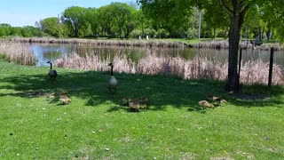 Geese family is having their afternoon walk