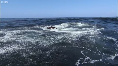 Orcas Attack Sea lion | Nature's Great Events | BBC Earth