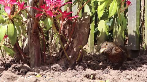 Hungry brown bird