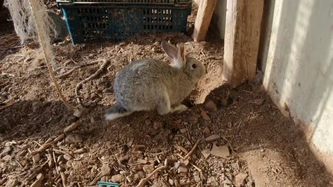 It is a rabbit digging a tunnel.