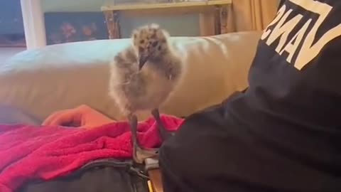 This found a baby seagull in their yard