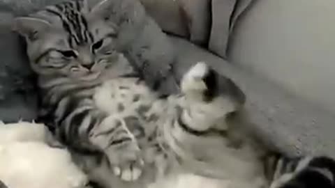 Cat for funny video