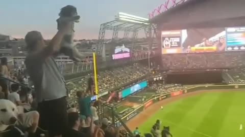 Dogs in the stands of a football stadium