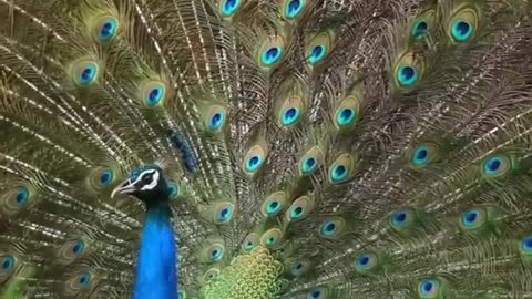 Beautiful Peacock's Stunning Dance #shorts #shortsvideo #video #viral