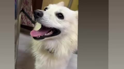 American Eskimo Dog up for Adoption #doglover #rescuestraydogs #cat #animals #instastrays