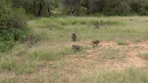 Serengeti Nation park,Tanzania (Amazing places 4k)