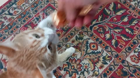 Feeding Garfield