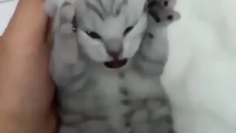 Funny cats