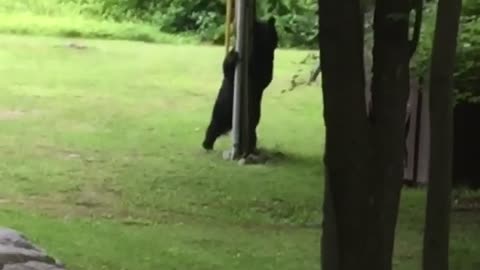 Bear Scratches Himself on Telephone Pole