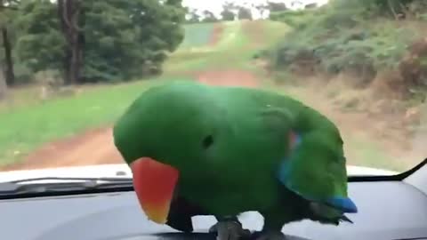 parrot antics