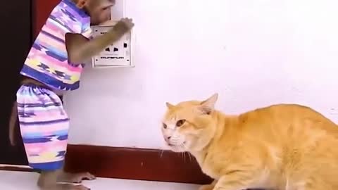 funny video Monkey and cat