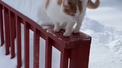 the snow swallows the cat