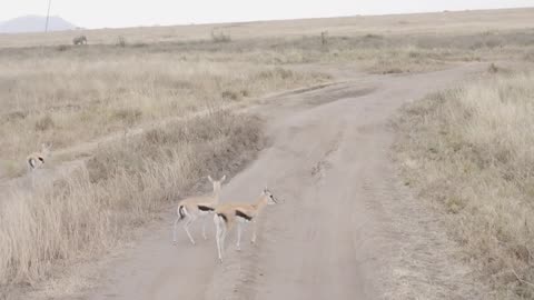 Video of deer running in the forest.