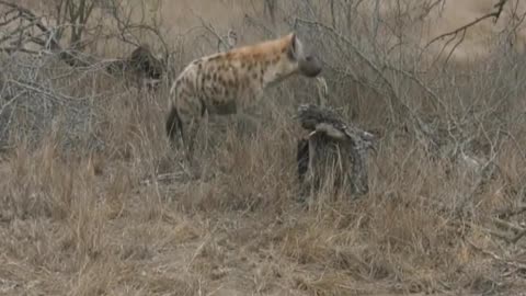 Oct 06, 2017 Sunset Hyena with Stefan in Djuma