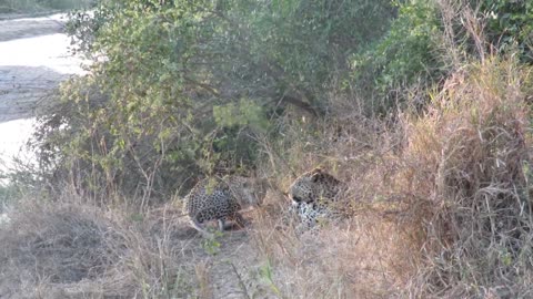 Leopards Mating (amateur video)