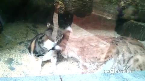 Stray Cat Falls Into a Lynx’s Enclosure – Then a Zoo-Goer Capture it all on Video