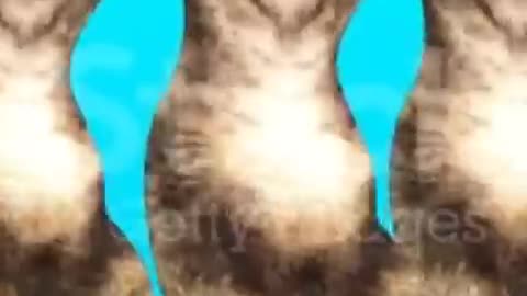 Funny dog cat reaction