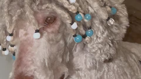 Poodle With Beaded Dreads