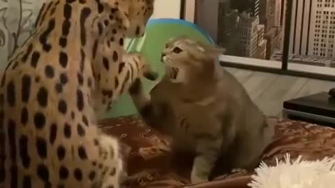 CAT VS Leopard !! VERY BRAVE BROWN CAT