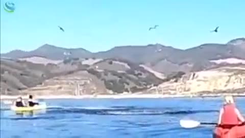 Whale Eats 2 People