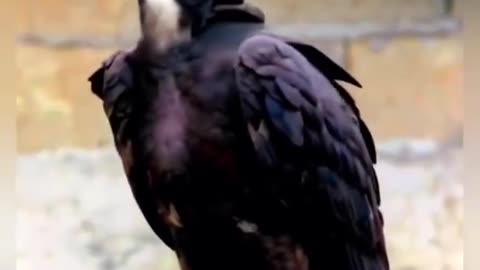 Bird with a Dog’s Head – You Won’t Believe Your Eyes