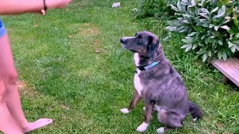 Dainty Australian Shepherd Adores Juicy Watermelon Treat👏🏽