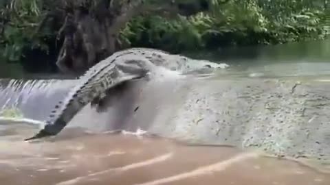 "Silent Passage: A Crocodile Crossing the River"